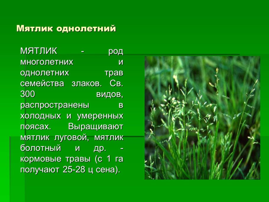 Злаковые кормовые травы