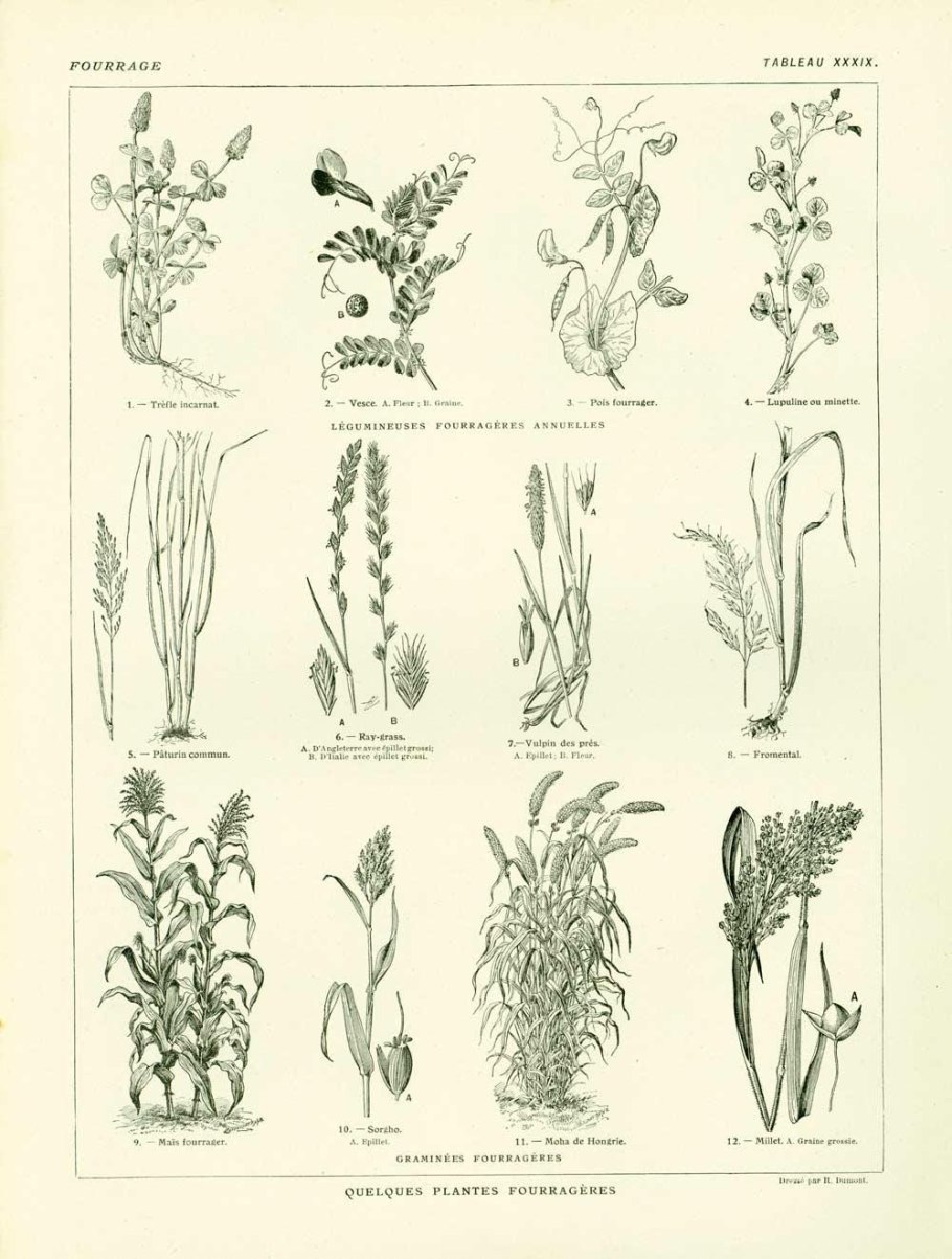 Кукуруза на силос