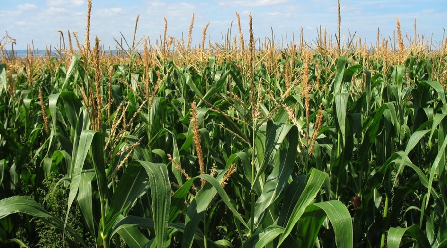 Кормовые травы