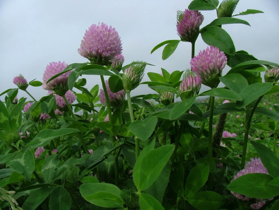 Семена сорных трав молочай лозный