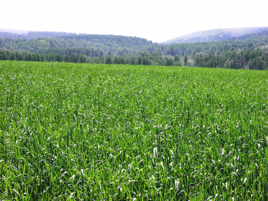 Кормовые растения для скота