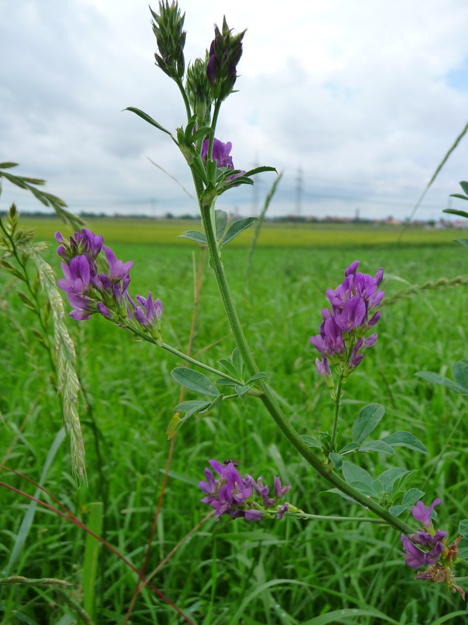 Кормовые растения