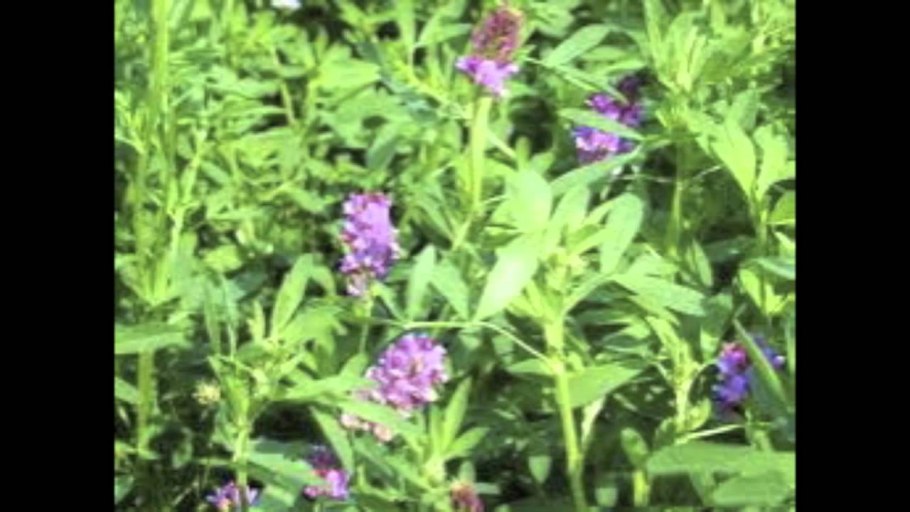 Зерновые культуры