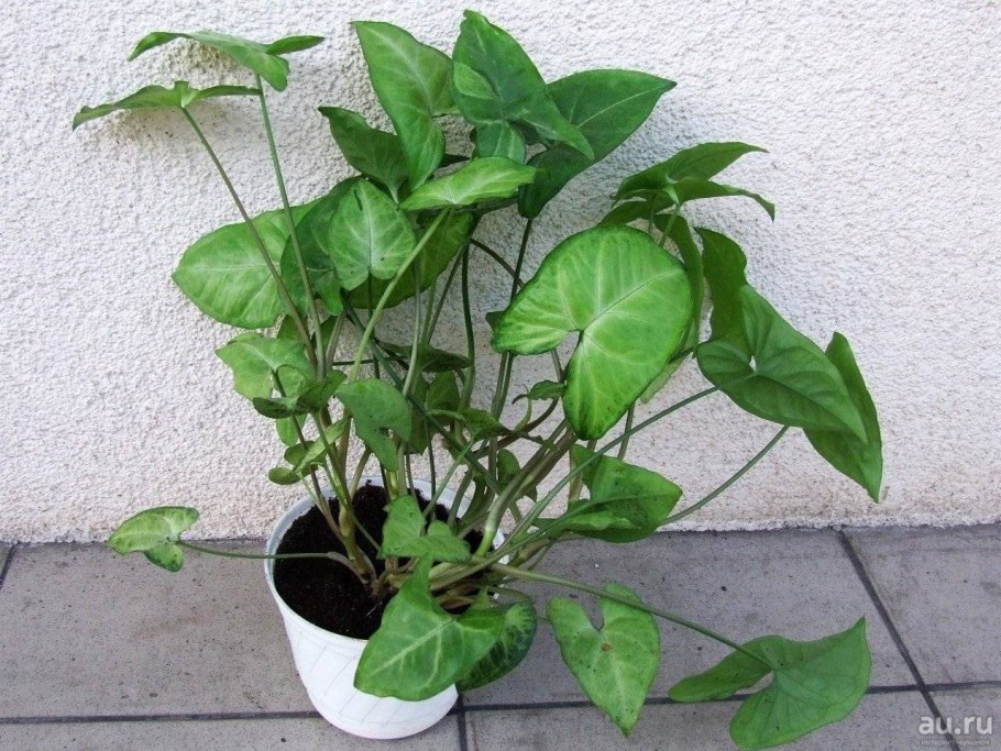 Сингониум классификация