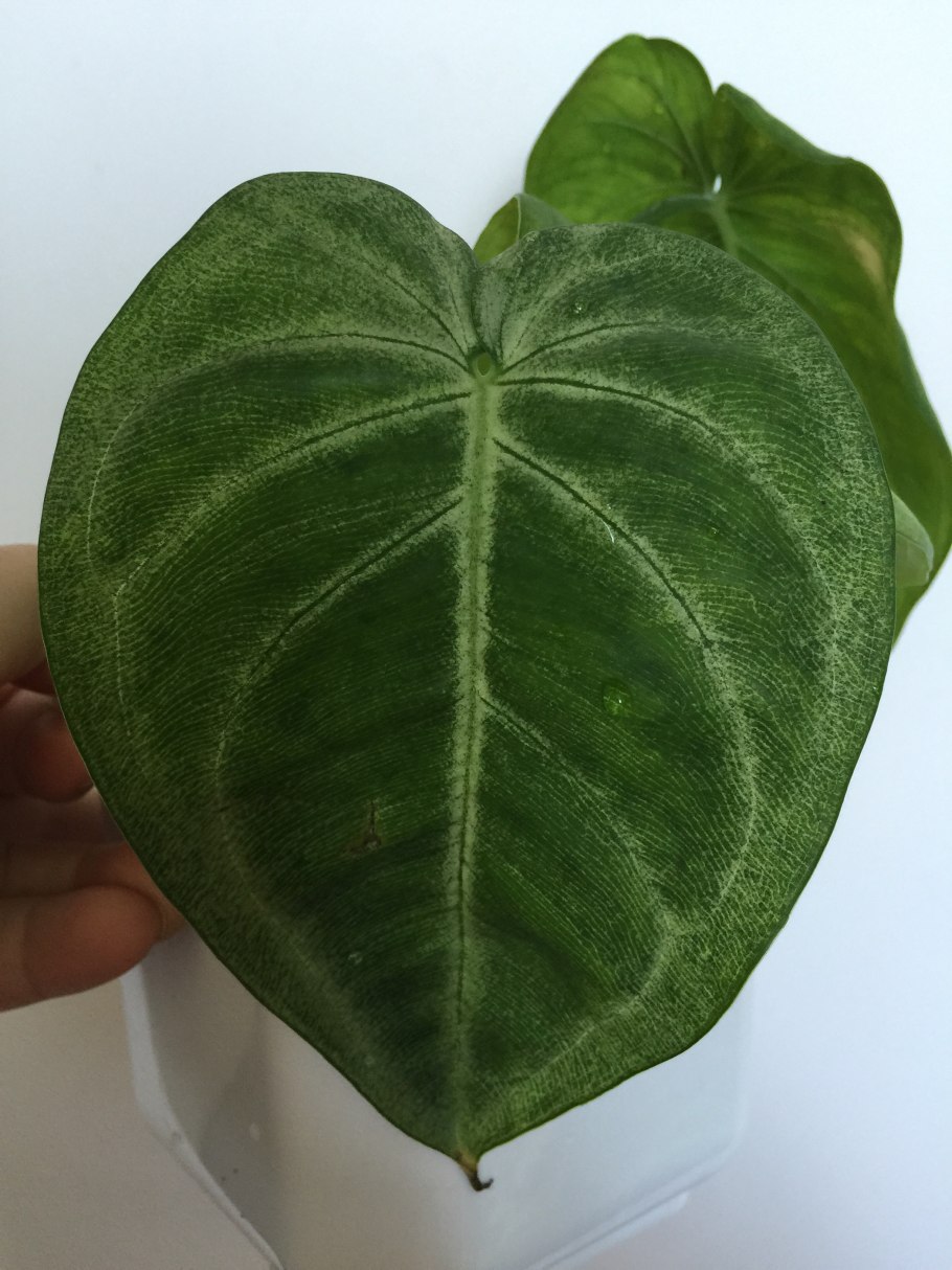 Сингониум ножколистный