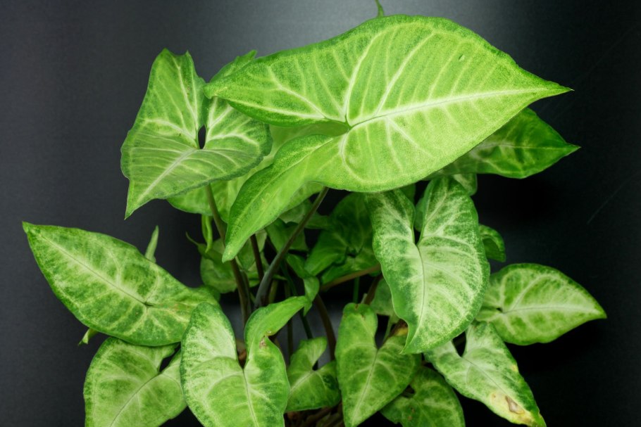 Сингониум подвязка