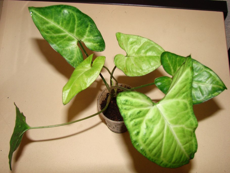 Сингониум ушковидный