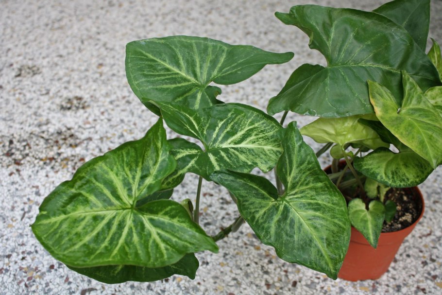 Сингониум многолистный