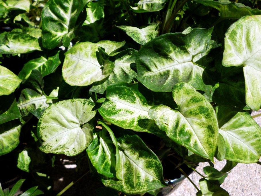 Сингониум Подофиллум