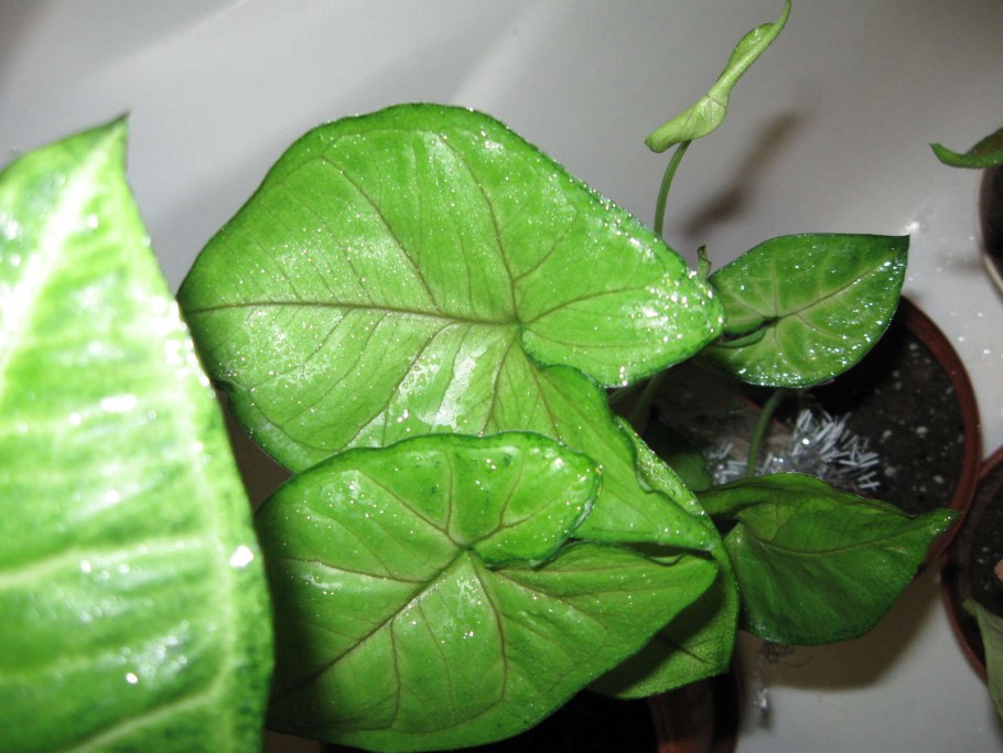 Филодендрон Тропикал Плант