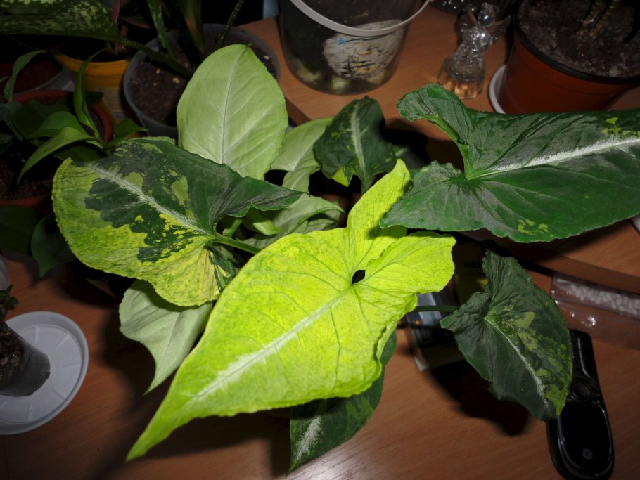 Сингониум Арроу Лиана