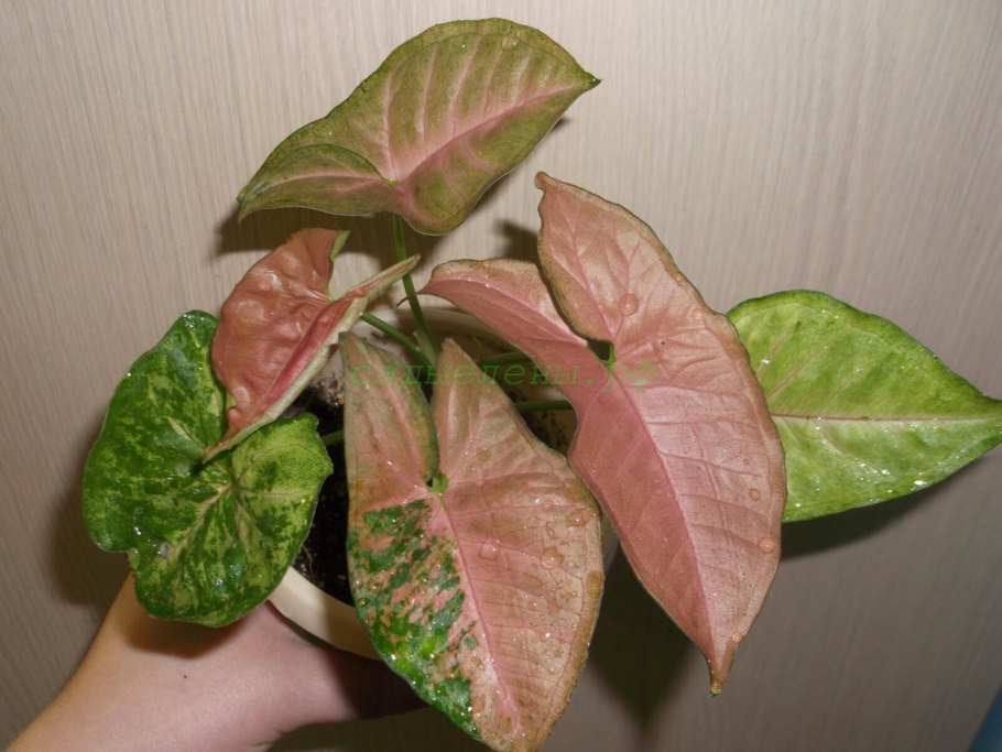 Сингониум Арроу