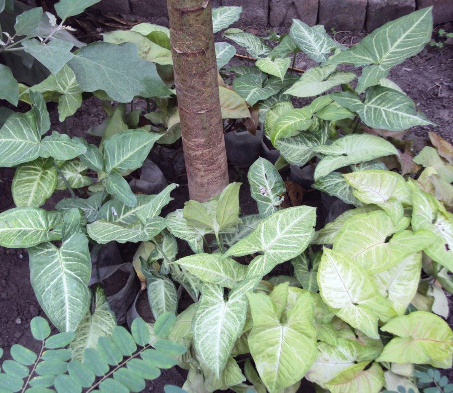 Сингониум Пинк Сплеш