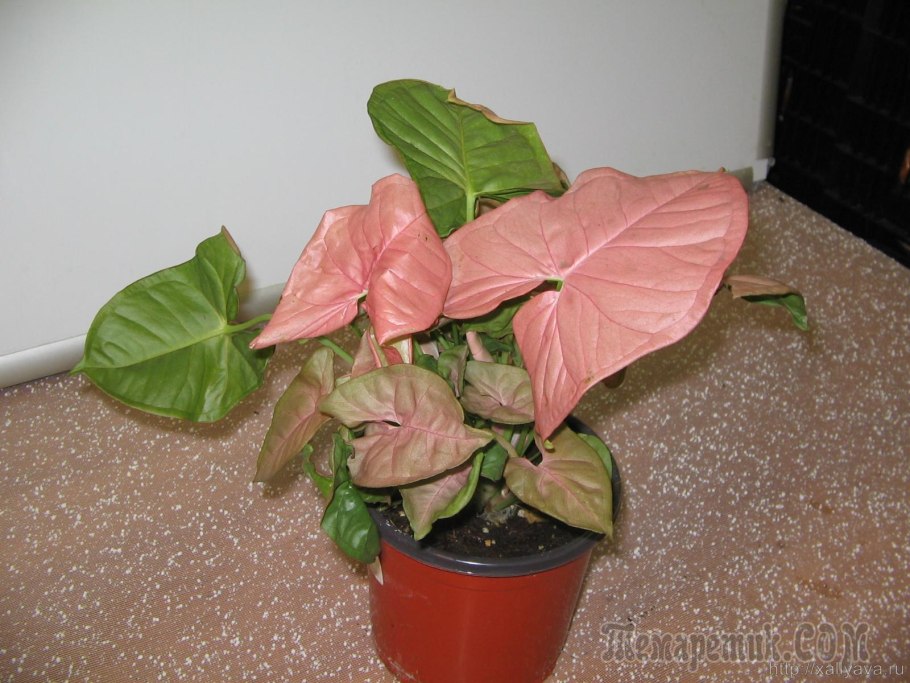 Сингониум Магнификум