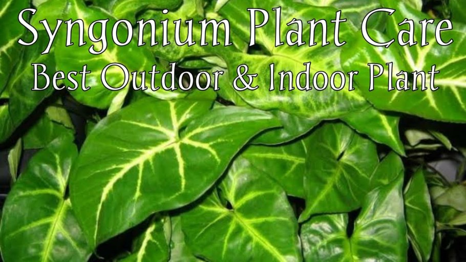 Сингониум неон Марбл