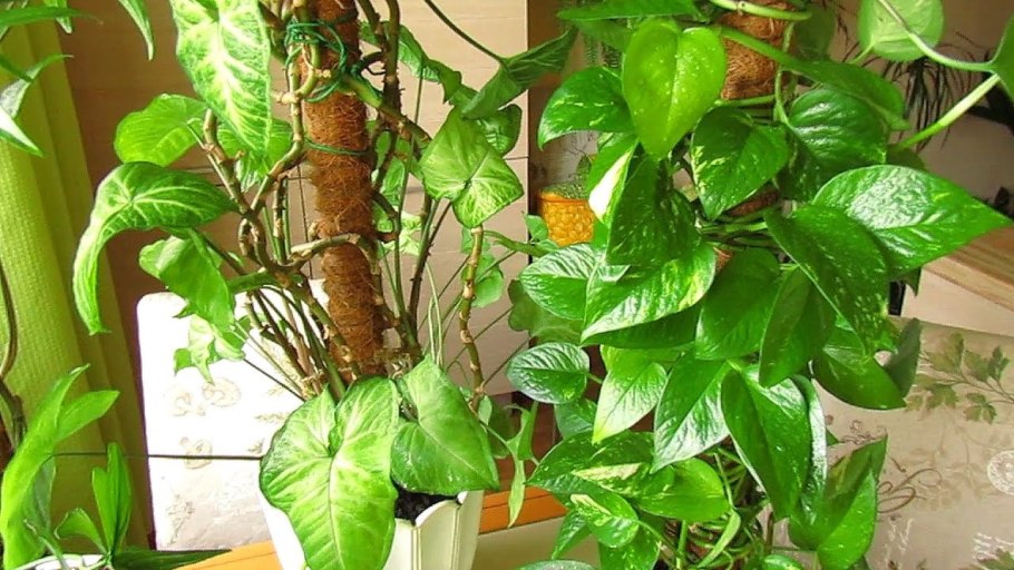 Сингониум изумрудный