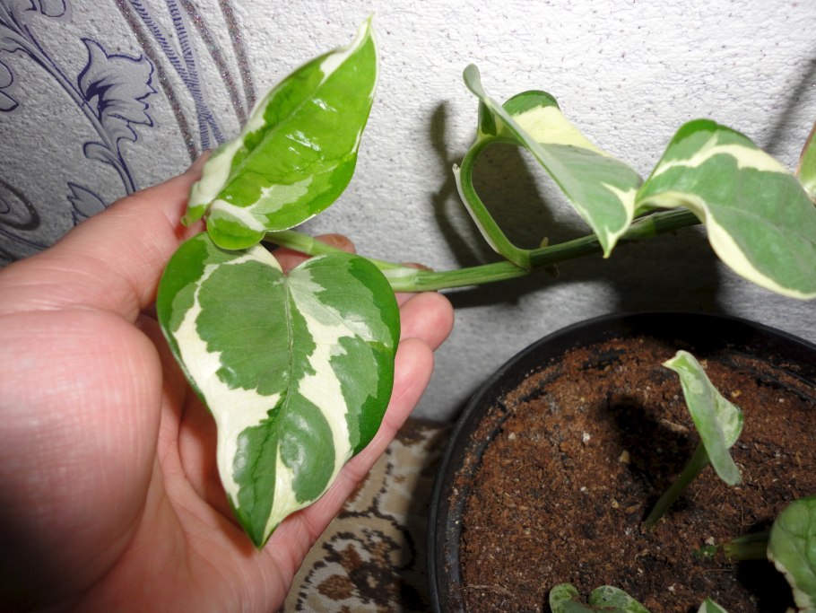 Сингониум цветет