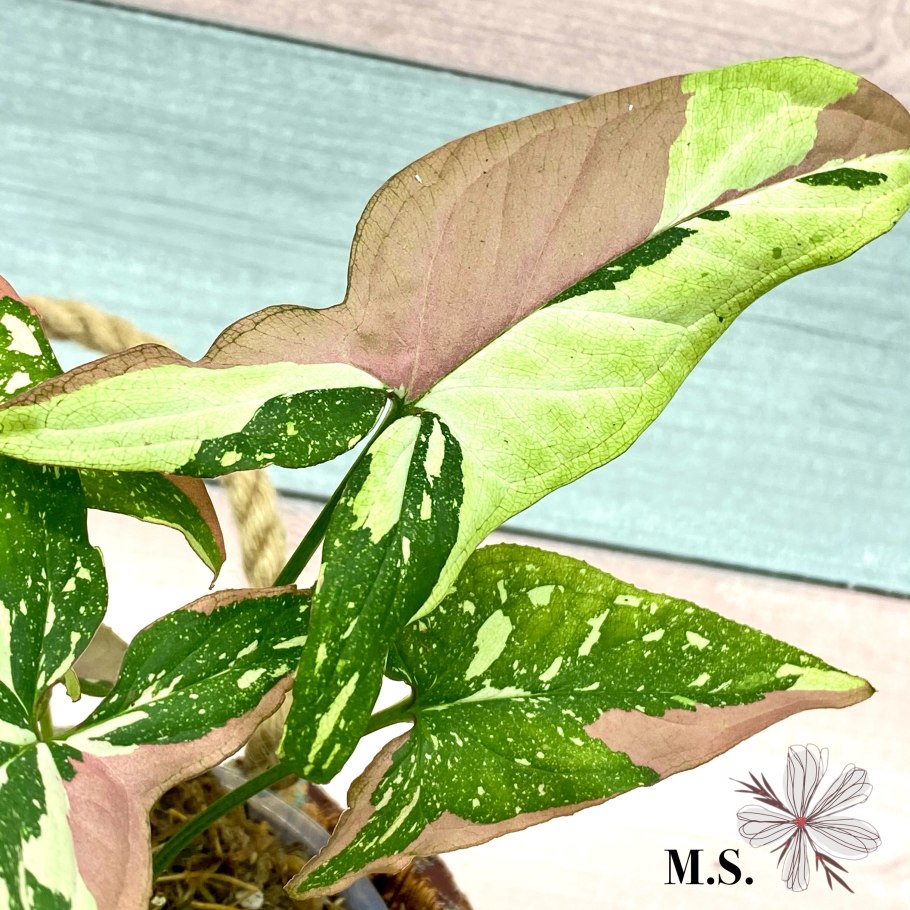 Сингониум Вьюн