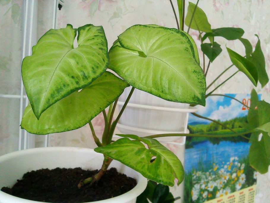 Алоказия Нобилис