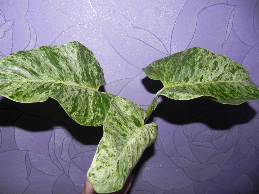 Лиана комнатная сингониум