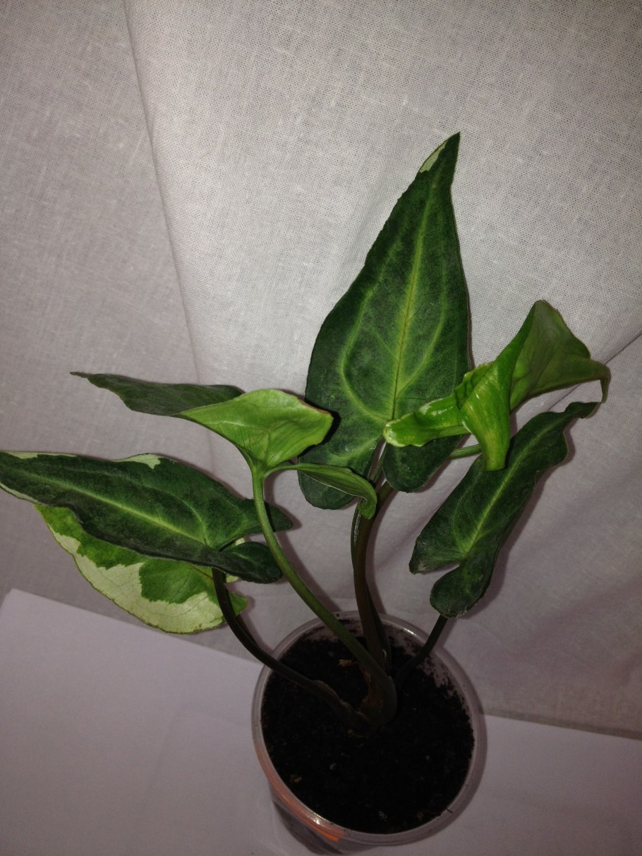 Сингониум Арон Браун