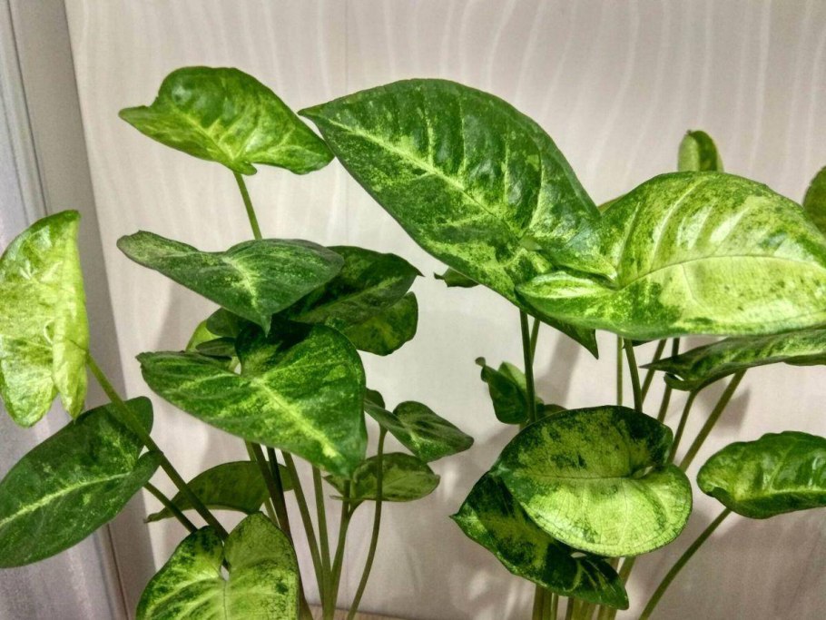 Сингониум ножколистный