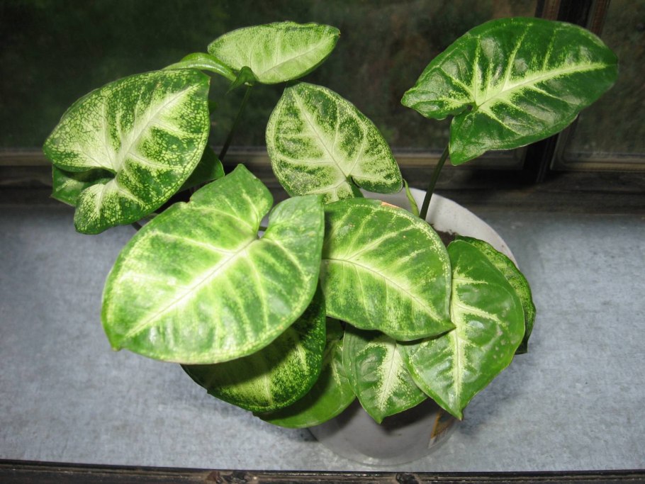 Монстера сингониум