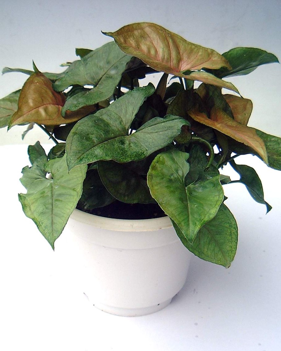 Ядовитые комнатные растения сингониум