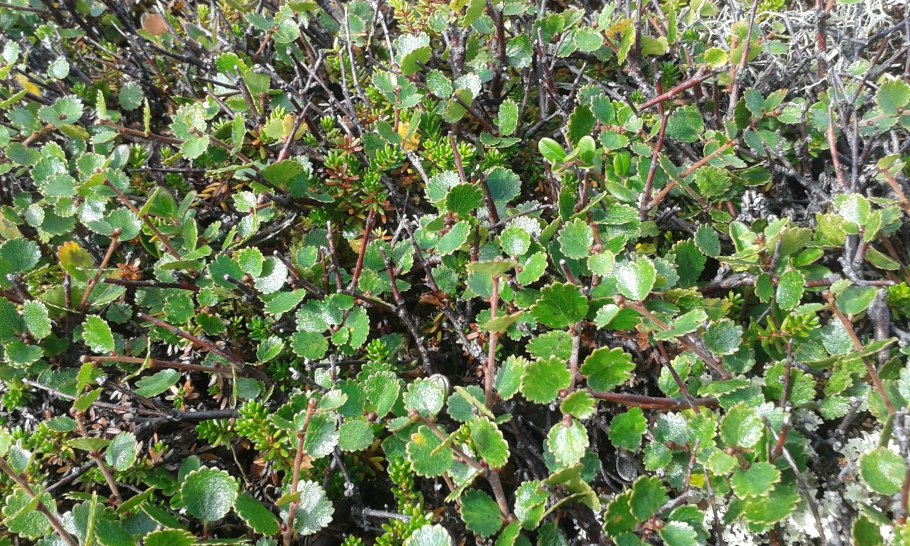 Salix herbacea
