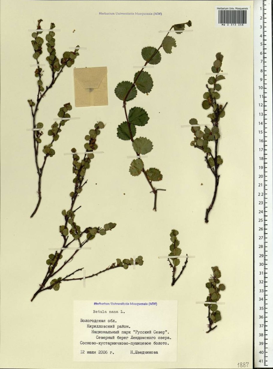 Береза кустовая Betula fruticosa