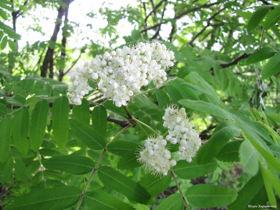 Простое соцветие кисть