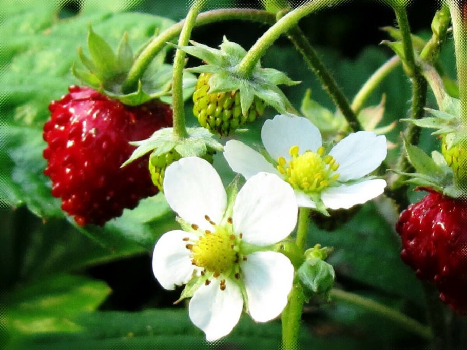 Боярышник розовоцветный