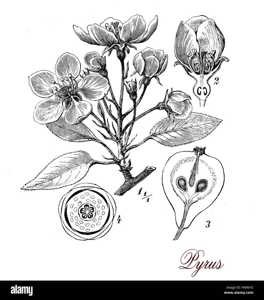 Биология 6 класс соцветия початок