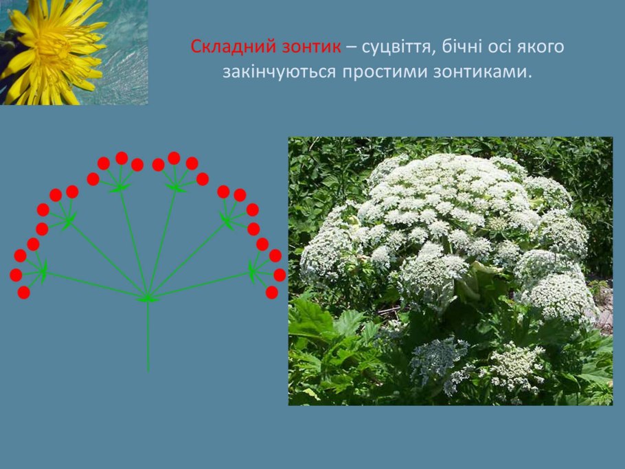 Соцветие простой зонтик