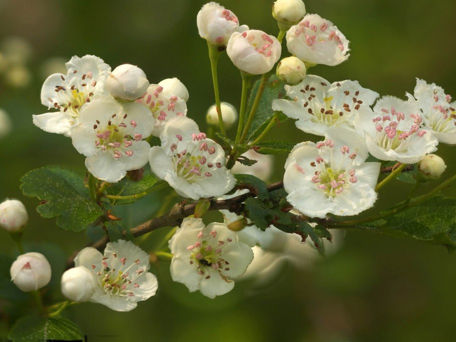 Черемуха обыкновенная Фармакогнозия