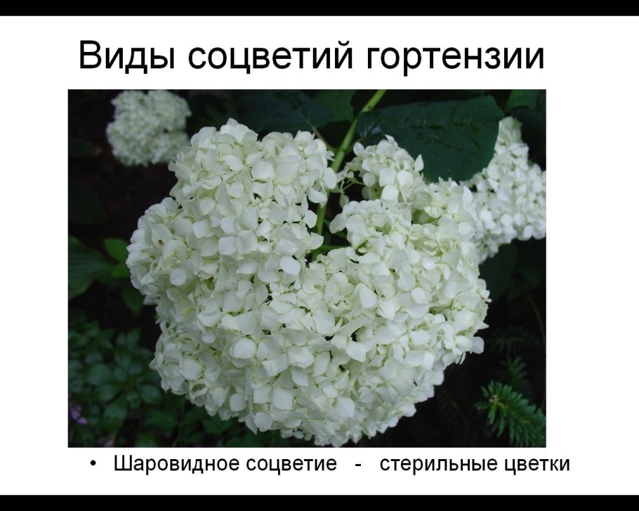 Презентация по биологии