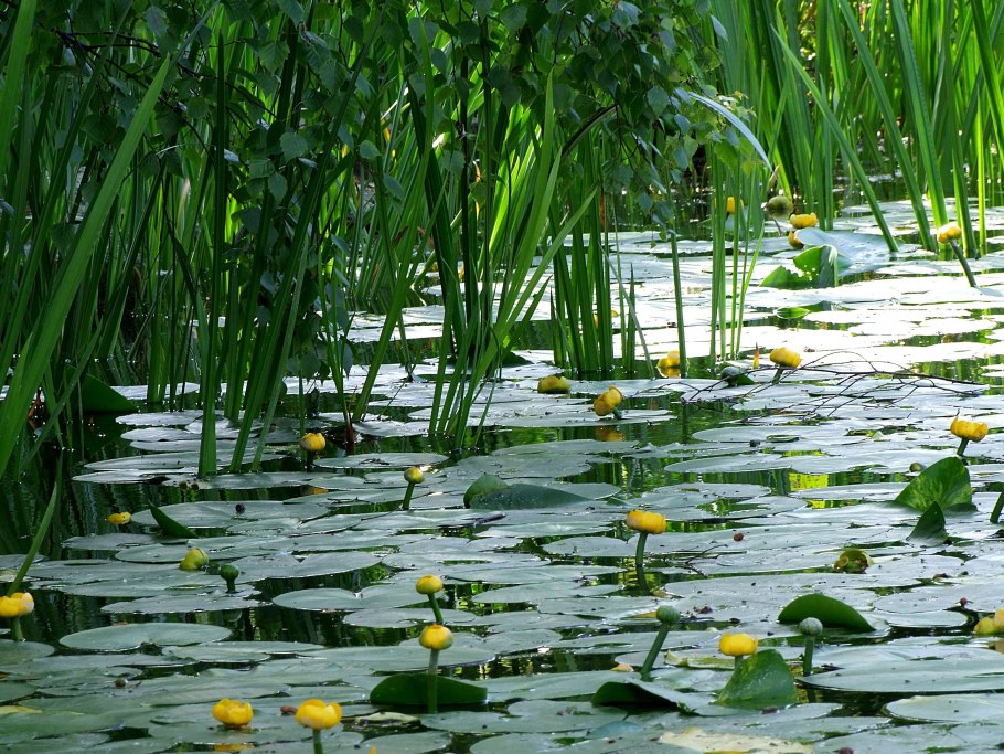 Лотос водяная Лилия