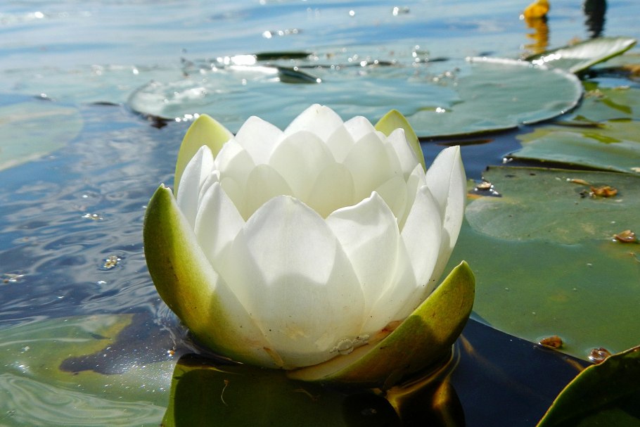 Кубышка желтая (Nuphar lutea)