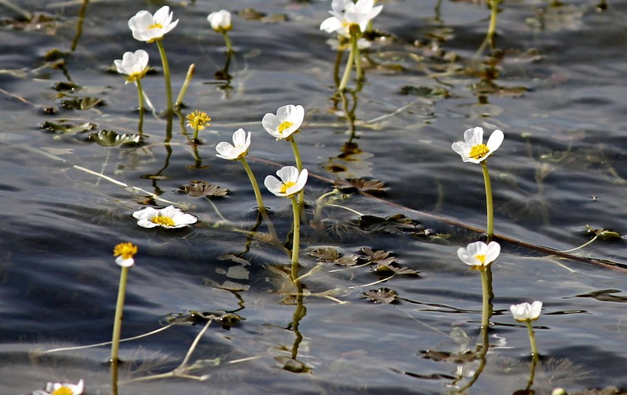 Лилии водяные и кувшинки