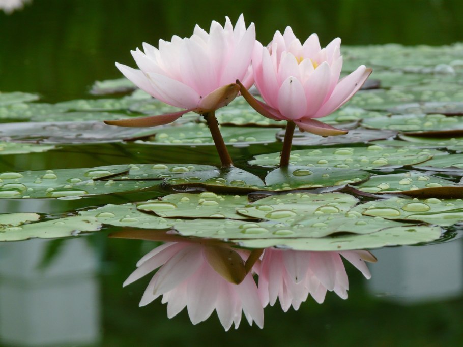 Кубышка желтая (Nuphar lutea)