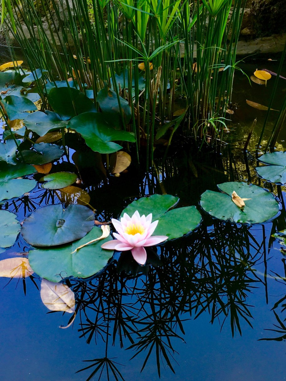 Кубышка желтая (Nuphar lutea)