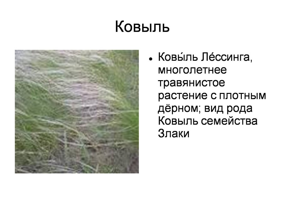 Камыш и ковыль