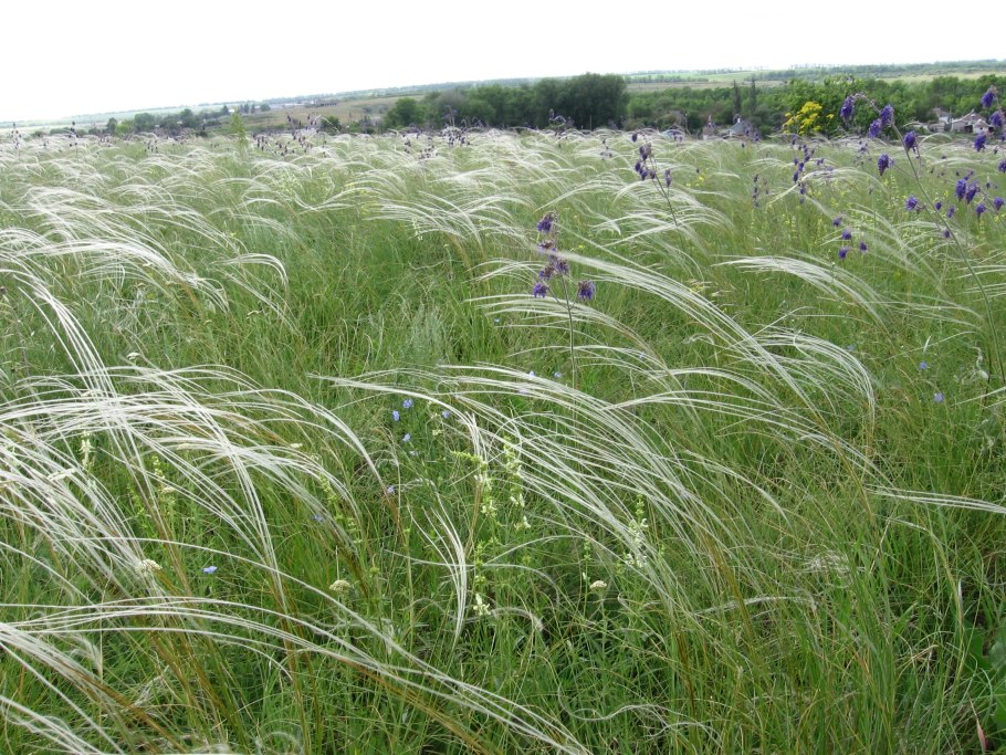 Ковыль перистый