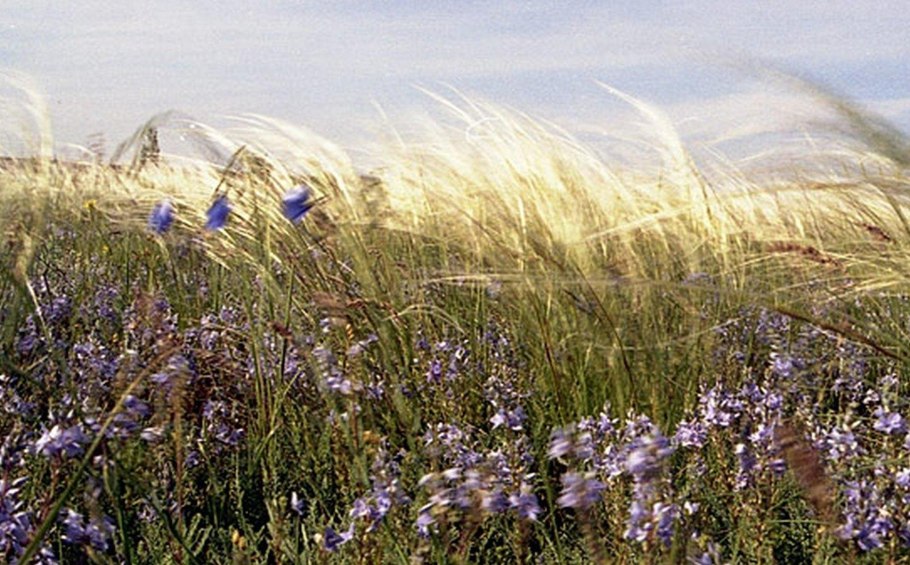 Мюленбергия Muhlenbergia capillaris