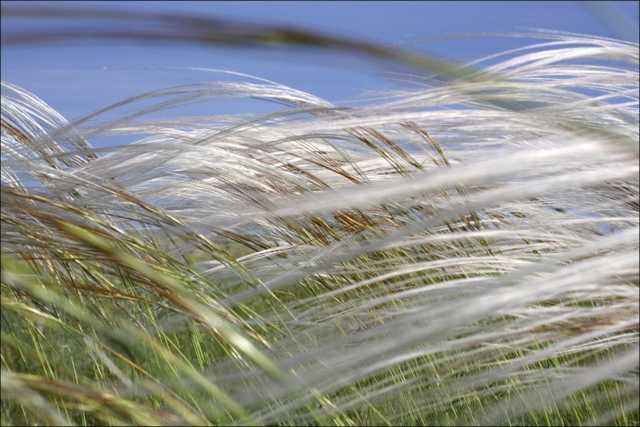 Ковыль на рабочий стол