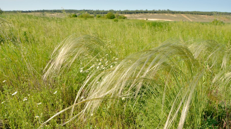 Ковыль текстура