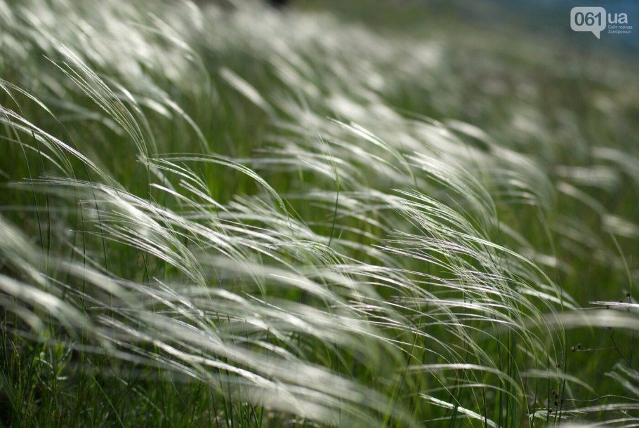 Ковыль перистый (Stipa pennata)
