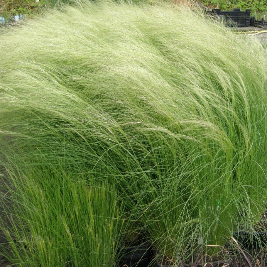 Ковыль ячмень гривастый (Hordeum jubatum)