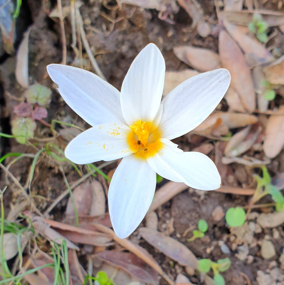 Пион тонколистный Степной