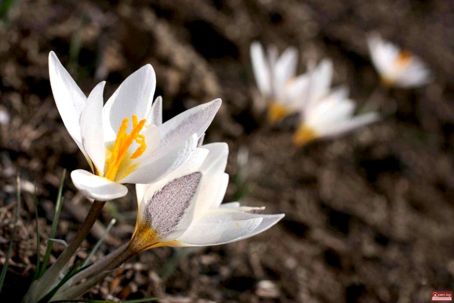 Первоцветы Забайкалья прострел сон трава